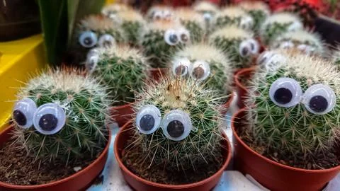 Cactuses with decorative plastic eyes in pots. Stock Photos