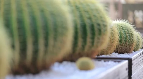 Cactuses Stock Footage 52602546