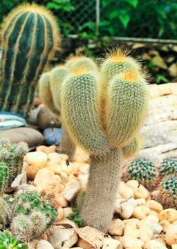 Cactuses in the garden Stock Photos