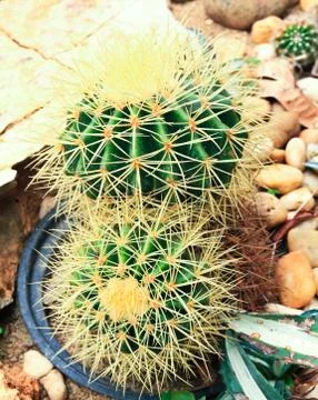 Cactuses in the garden Stock Photos