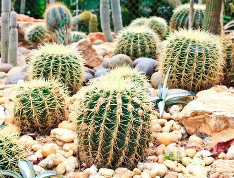 Cactuses in the garden Stock Photos
