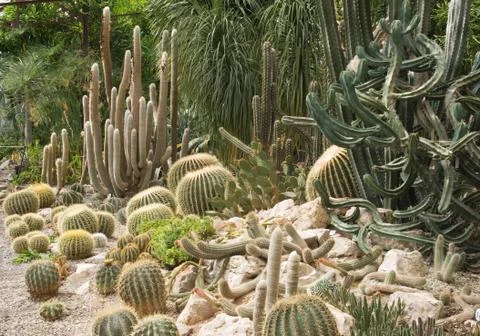 Cactuses in a greenhouse Foto stock