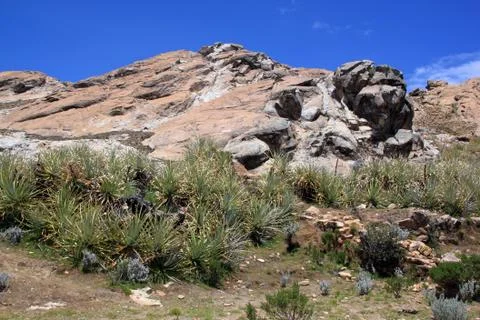 Cactuses on the island Stock Photos