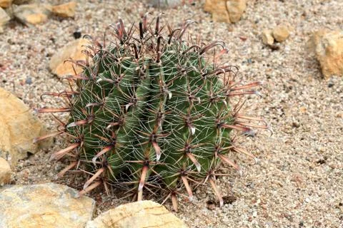 Cactuses in Mexican desert  Foto stock