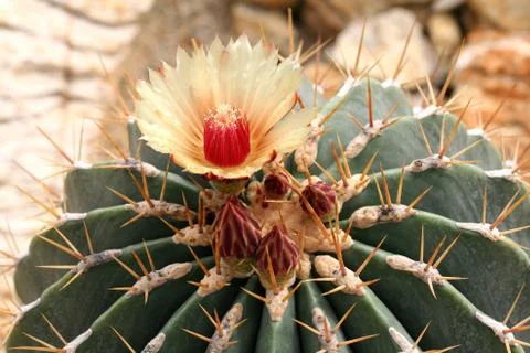 Cactuses in Mexican desert  Stock Photos