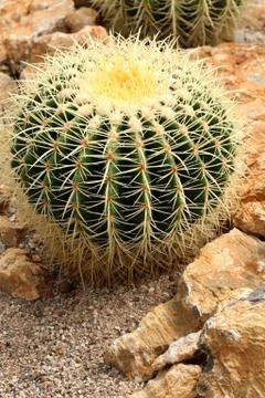 Cactuses in Mexican desert  Stock Photos