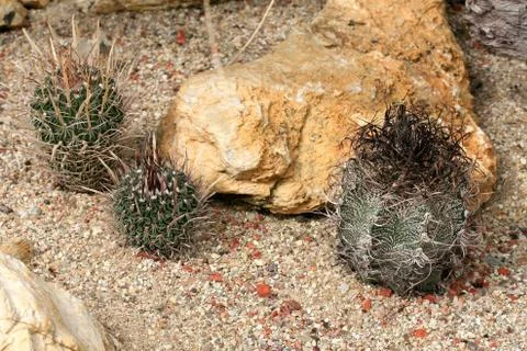 Cactuses in Mexican desert  Stock Photos
