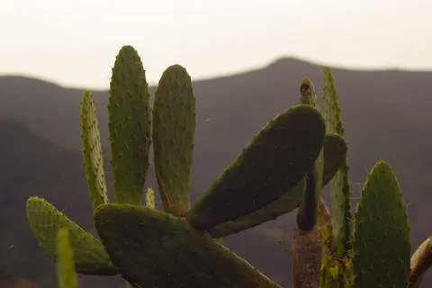 Cactuses in mountains Stock Photos