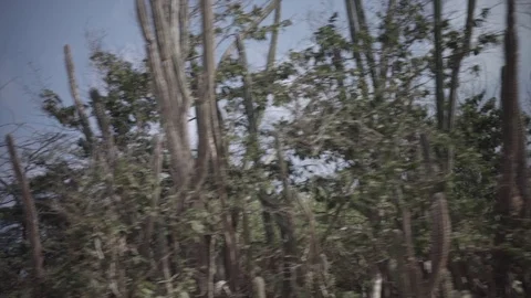 Cactuses passing by Video stock 74021588