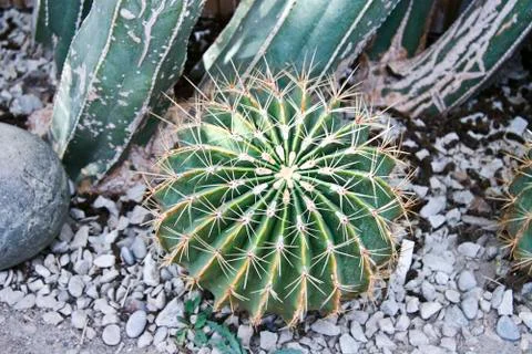 Cactuses Stock Photos
