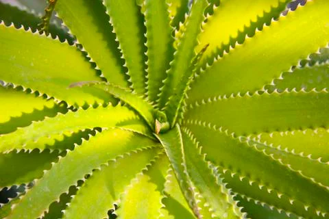 Cactuses Stock Photos