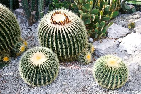 Cactuses Stock Photos