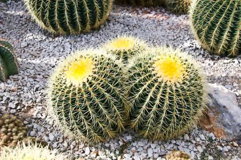 Cactuses Stock Photos