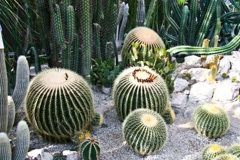 Cactuses Stock Photos
