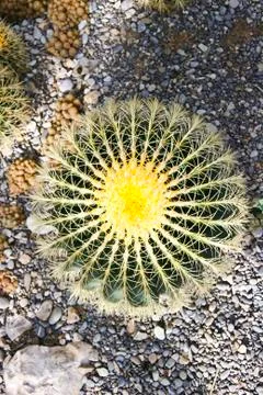 Cactuses Stock Photos