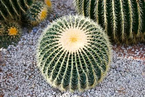 Cactuses Stock Photos