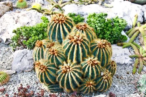 Cactuses Stock Photos