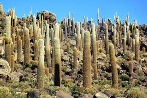 Cactuses Stock Photos