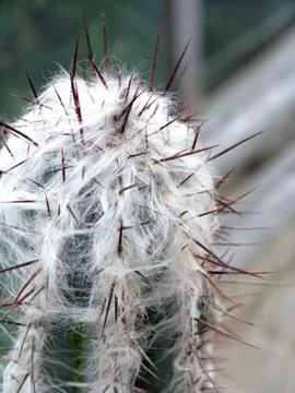 Cactuses Stock Photos