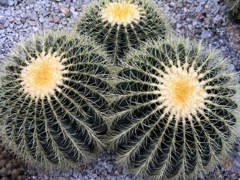 Cactuses Stock Photos