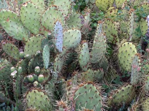 Cactuses Stock Photos