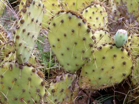 Cactuses Stock Photos