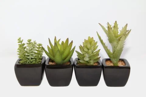 Cactuses Stockfoto's