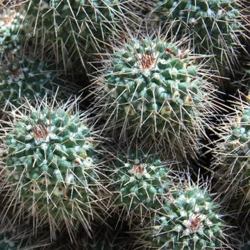 Cactuses Stock Photos