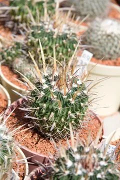 Cactuses Stock Photos