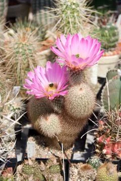 Cactuses Stock Photos