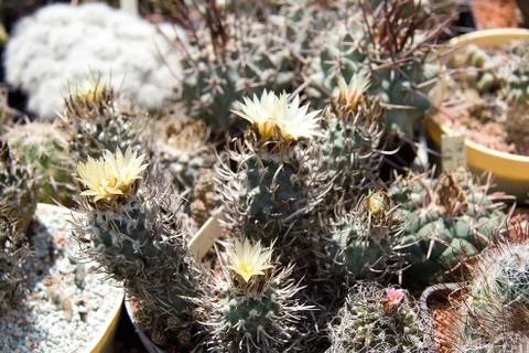 Cactuses Stock Photos