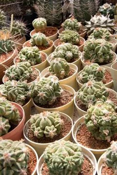Cactuses Photos