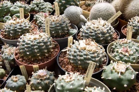 Cactuses Stock Photos