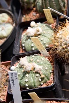 Cactuses Foto stock