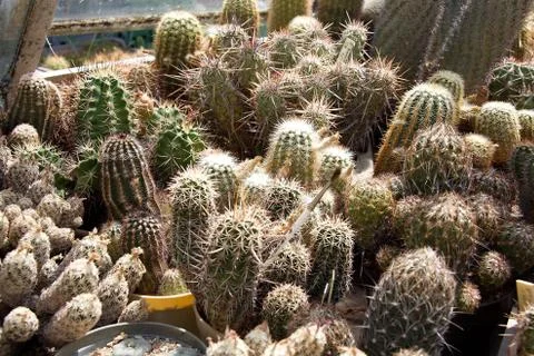 Cactuses Stock Photos