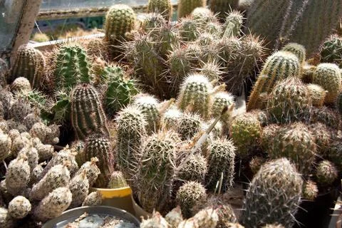 Cactuses Stock Photos