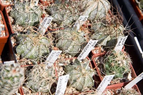 Cactuses Stock Photos