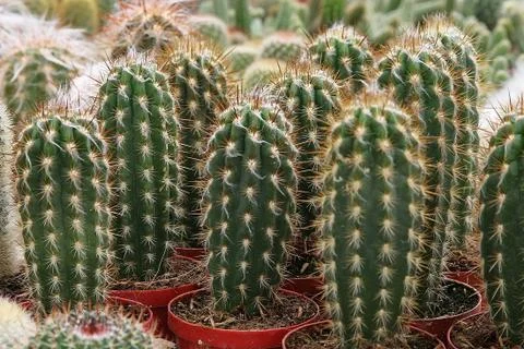 Cactuses Stock Photos
