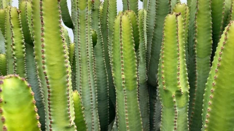 Cactuses plant closeup. Motion of the camera. 4K Video stock 196878509