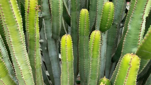 Cactuses plant closeup. Motion of the camera from bottom to top. 4K Stock Footage 197025899