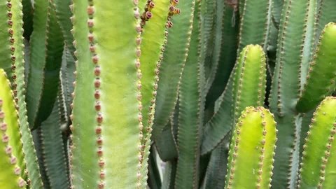 Cactuses plant closeup. Motion of the camera. 4K Stock-Footage 197411345