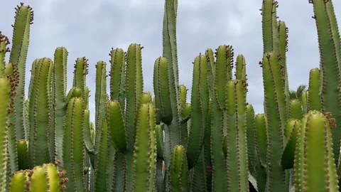 Cactuses plant closeup. Motion of the camera from top to bottom. 4K Stock Footage 197563553