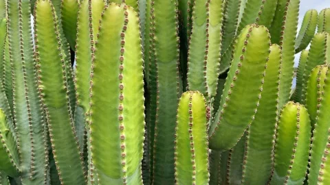 Cactuses plant closeup. Motion of the camera. 4K Stock Footage 201083338