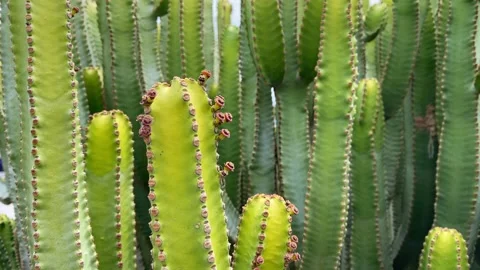 Cactuses plant closeup. Slow motion of the camera. 4K 스톡 동영상 199395089