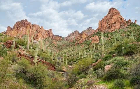 Cactuses in the Rugged Terrian of the Apache Trail Stock Photos
