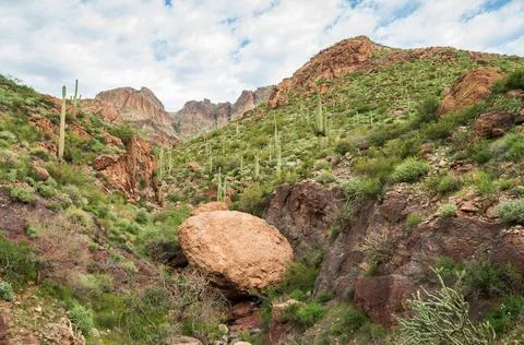 Cactuses in the Rugged Terrian of the Apache Trail Stock Photos