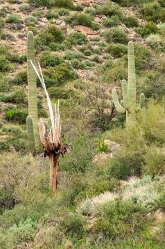 Cactuses in the Rugged Terrian of the Apache Trail Stock Photos