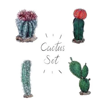 Cactuses set watercolor four elements Stock Illustration
