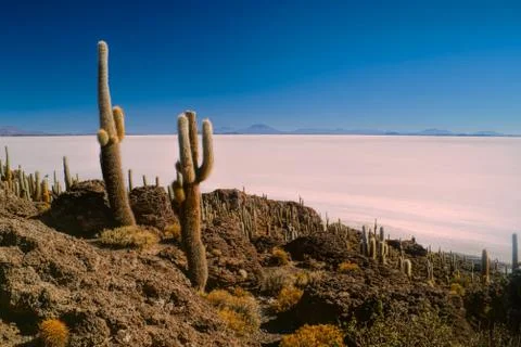 Cactuses by slat planes Stock Photos