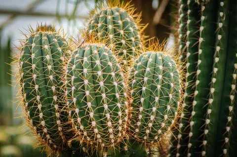 Cactuses. Succulents of different types with long and rare needles Stock Photos